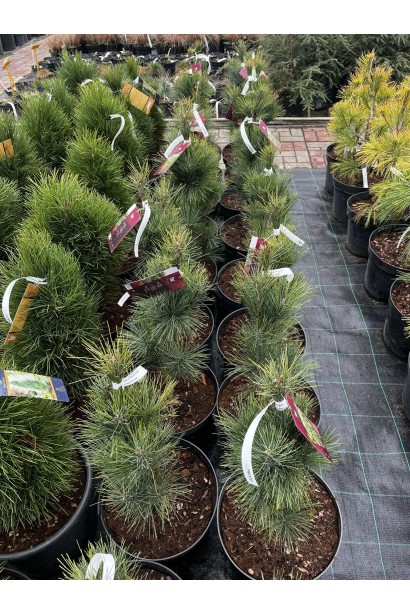 Сосна веймутова Stowe Pillar фото